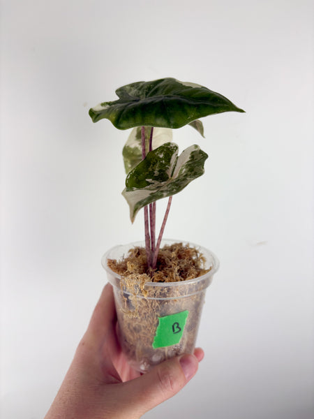 Alocasia pseudo sanderiana pink variegated B