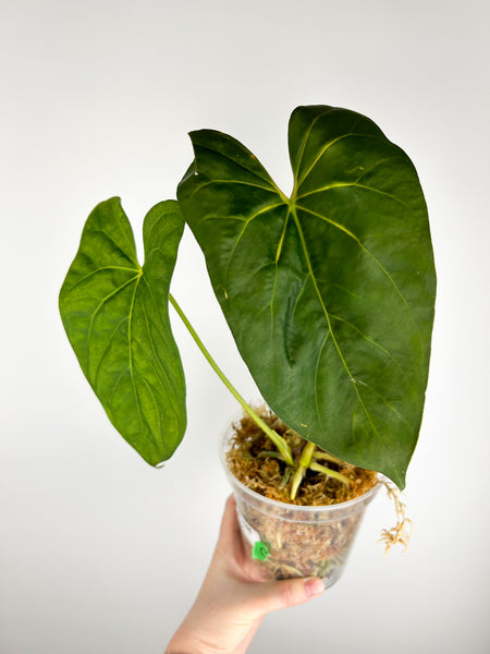 Anthurium Black sweet x dressleri B