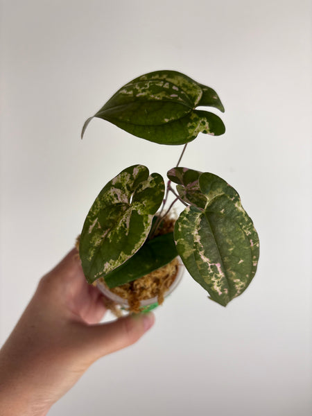Dioscorea Filiformis ‘Gamma Ray’ (Thailand) B