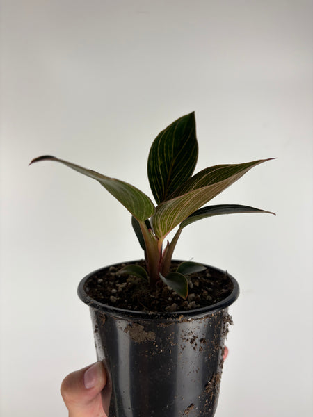 Philodendron Birkin Pink 4 inch