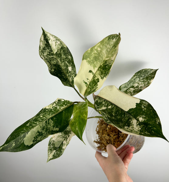 Aglaonema siam jade variegated E