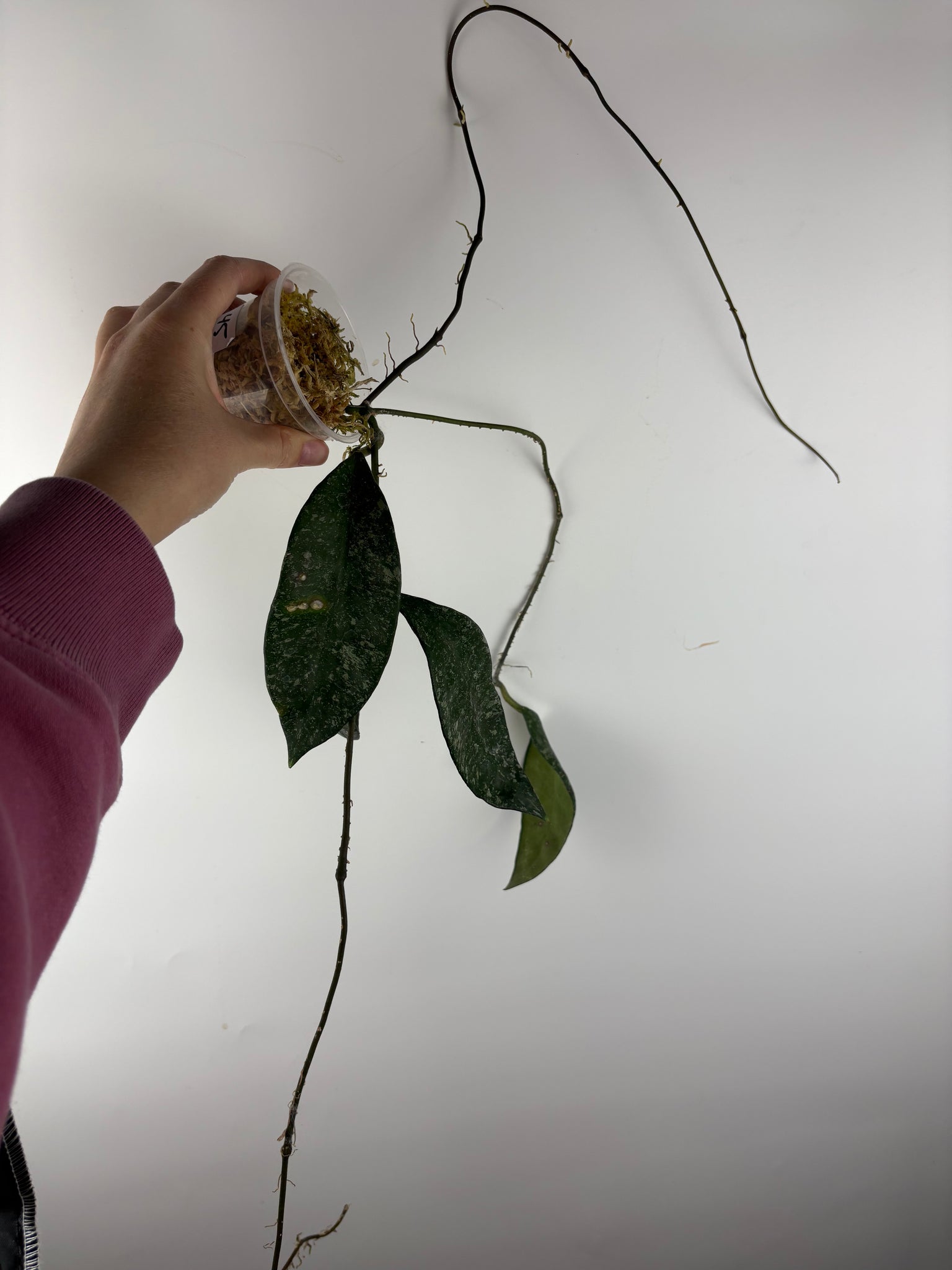 Hoya rundumensis splash