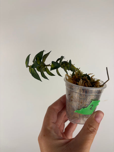 Hoya lacunosa golden flame 2