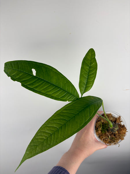 Anthurium Moonenii