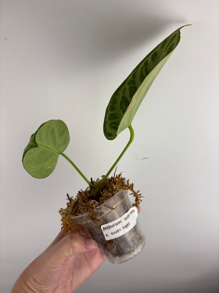 Anthurium silver king x silver tiger