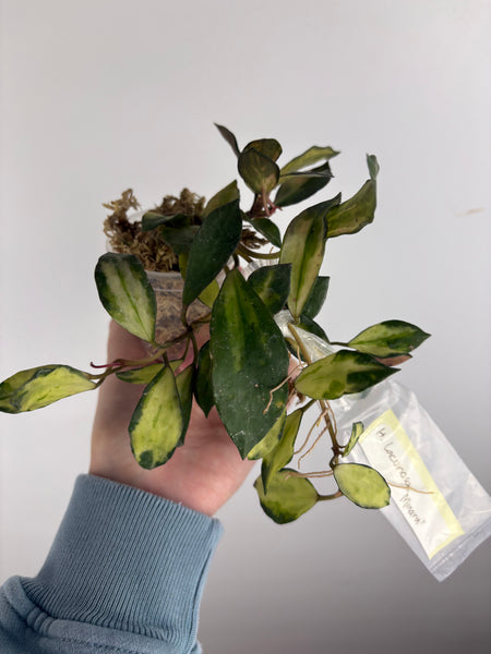 hoya lacunosa minara F