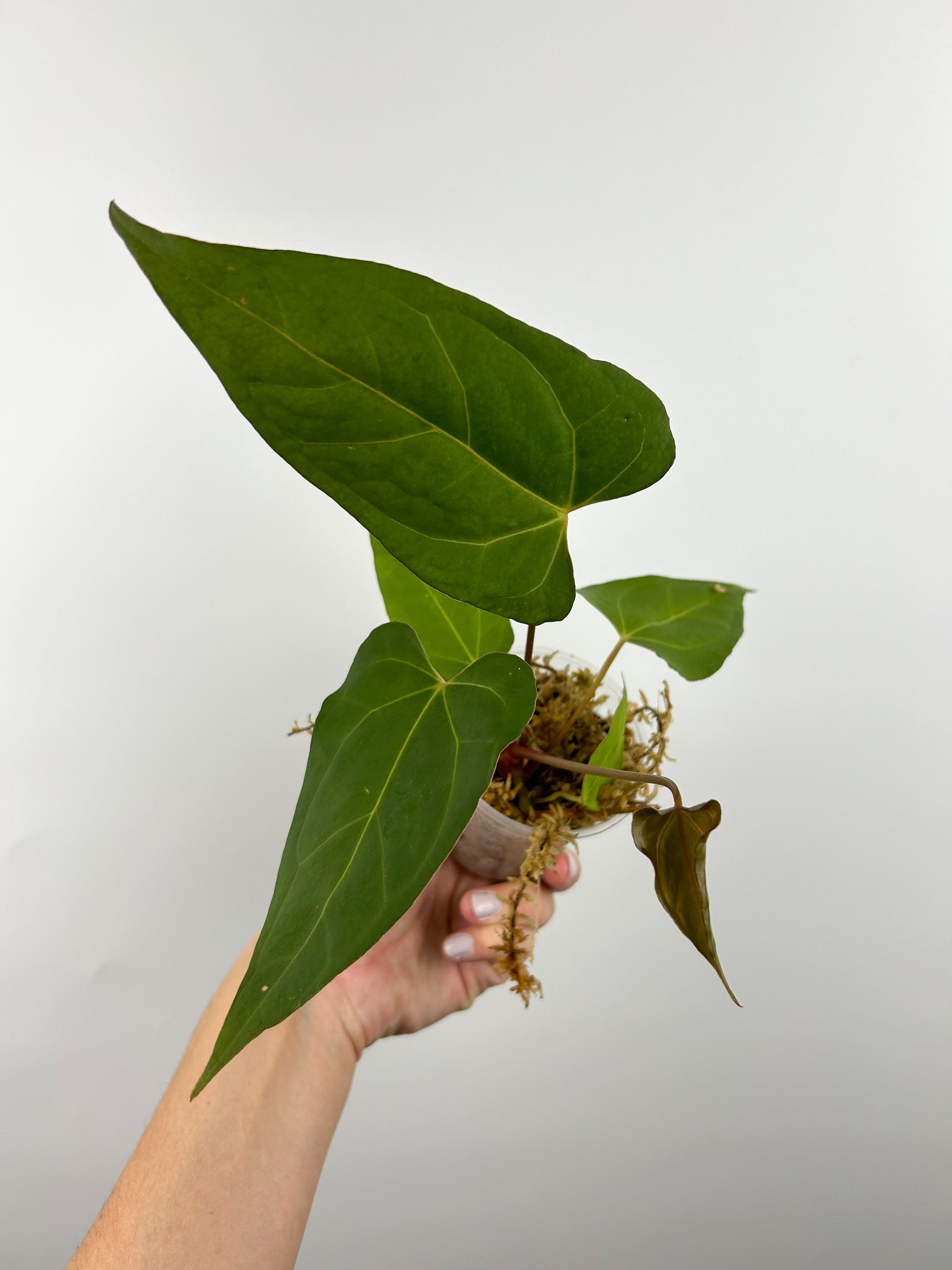 Anthurium papi red stem x subsignatum B