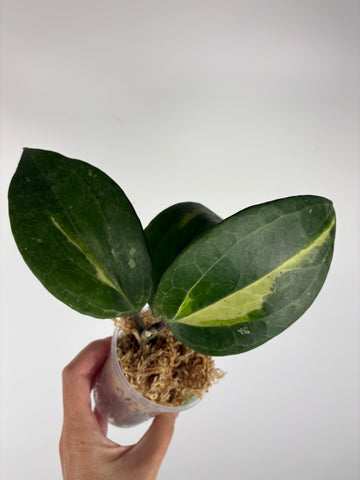 Hoya Latifolia Queensy 7