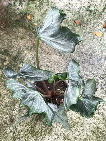 Alocasia holy grail unacclimated