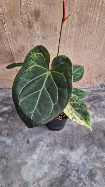 Anthurium black venom variegated