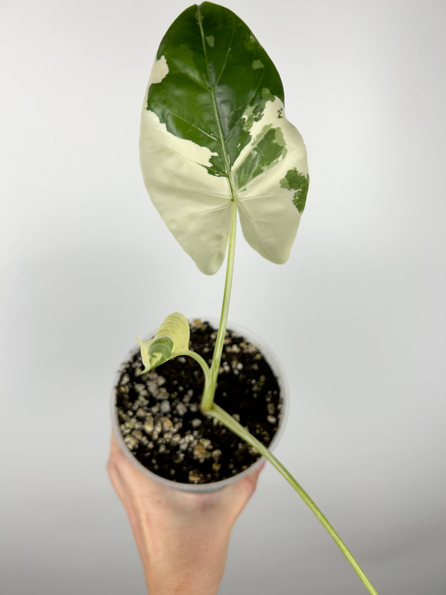 Alocasia macrorrhiza variegata