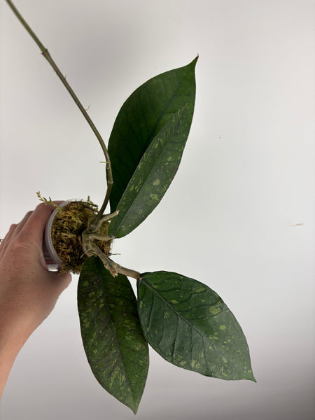 hoya Sp aceh new C