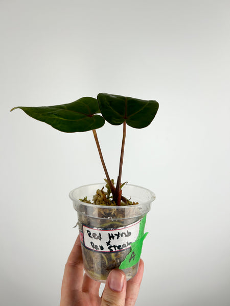 Anthurium papillilaminum Red hybrid x papillilaminum red stem A