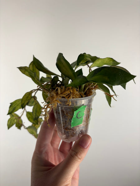 hoya lacunosa minara C