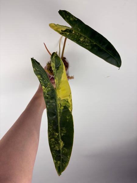 Philodendron billietiae variegated D