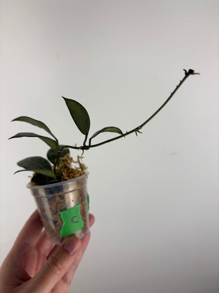 hoya lacunosa moonshine C