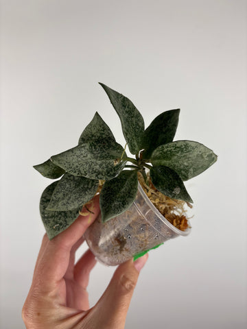 Hoya lacunosa gayung 2