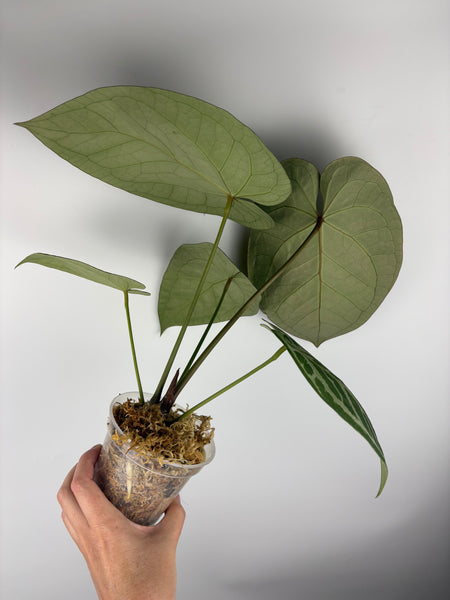 Anthurium silver blush x Michelle large plant