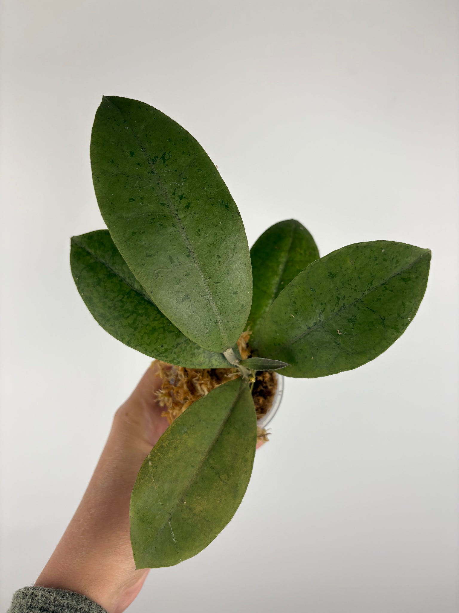 Hoya aff forbesii silver 9