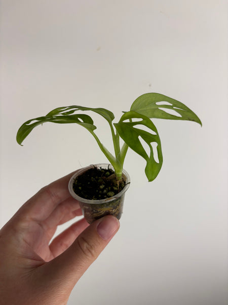 Monstera adansonii 1 inch