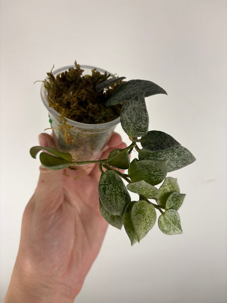 Hoya Lacunosa gayung B