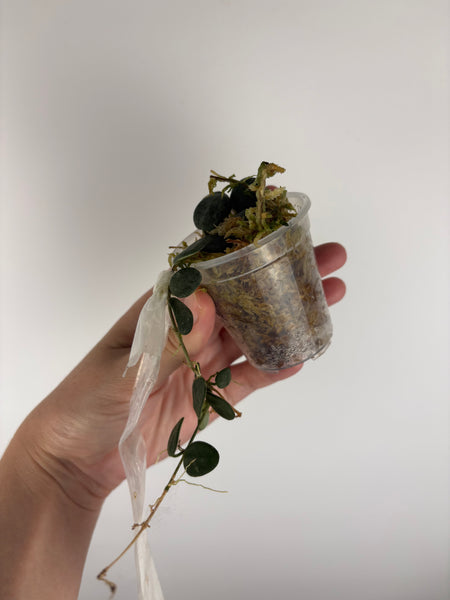 Hoya Serpens - lightly rooted