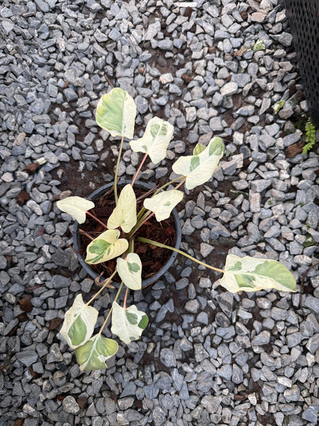 Homalomena rubescens stardust mutation