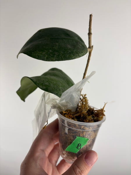Hoya vertcillica sp tanggamus B