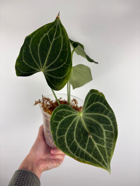 Anthurium white spider 1