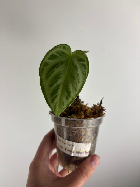 Anthurium silver king x silver tiger as is