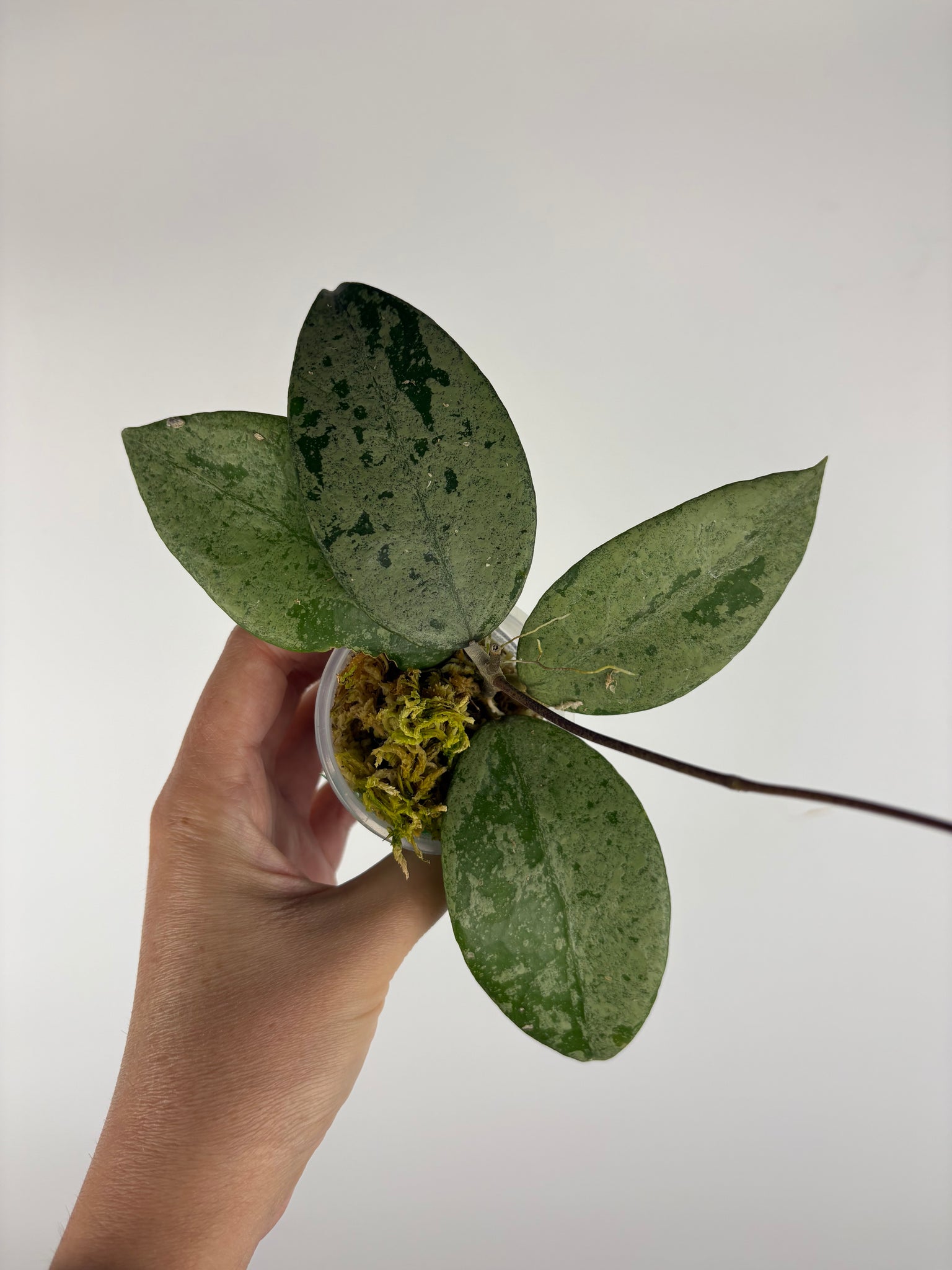 Hoya KSB08 silver 1