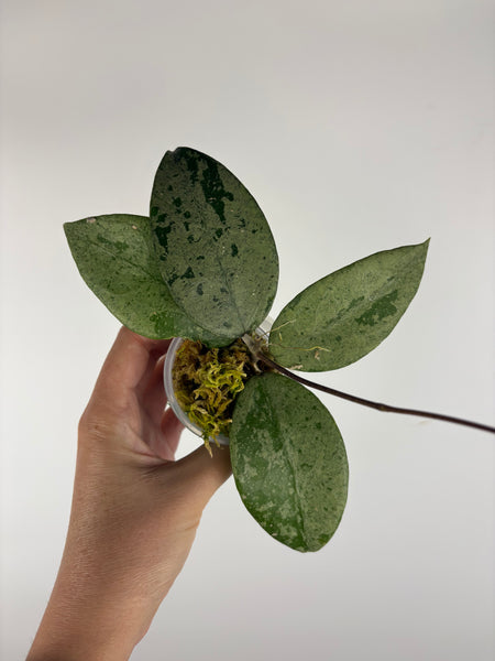 Hoya KSB08 silver 1