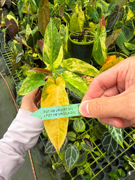 Anthurium FT HB var(RT 01)
x FGT HB var(LA 01) (Thailand) unacclimated