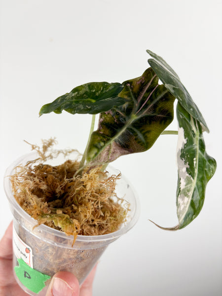 Alocasia Amazonica polly pink A