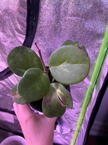 Hoya obovata variegata 4 inch as is