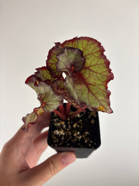 Begonia Ds Amor Amor