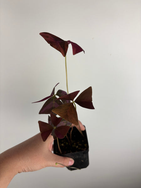 Oxalis triangularis variegated