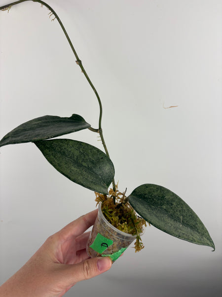 Hoya Latifolia 'rimba perak' A
