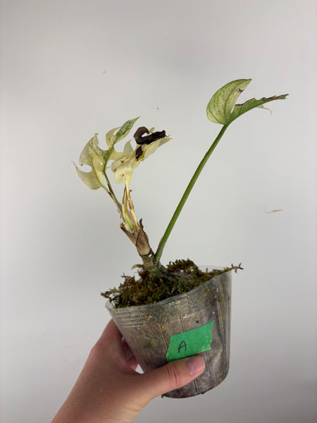 rhaphidophora tetrasperma white monster