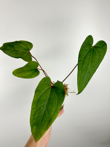 Anthurium papi red stem x subsignatum A