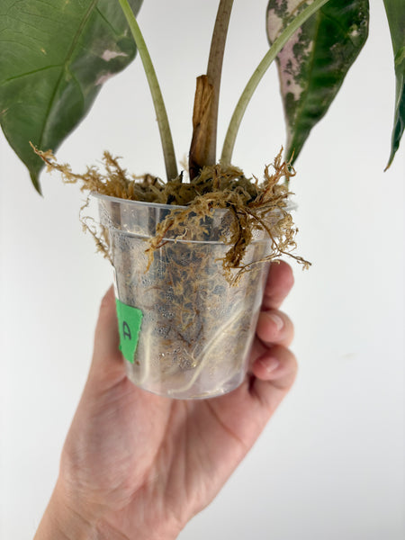 Alocasia Amazonica albo var. (clone) A