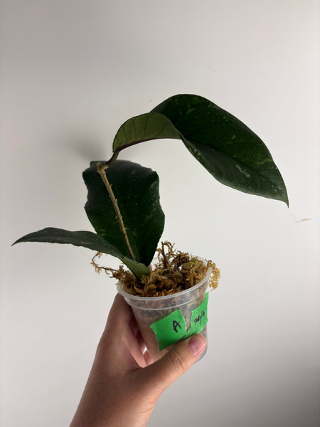 hoya Sp aceh gayo lues A