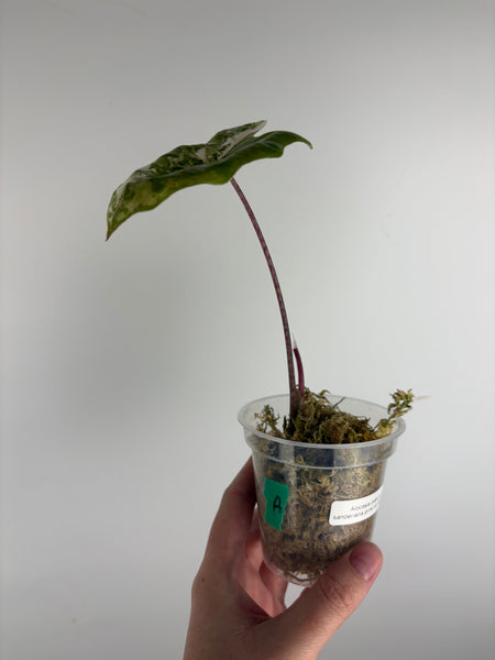 Alocasia pseudo sanderiana pink variegated A