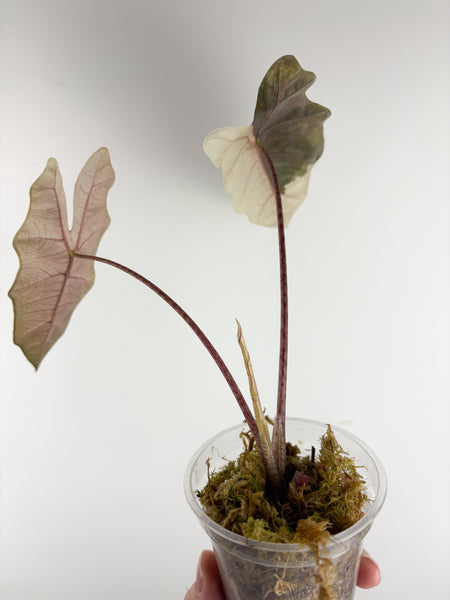 Alocasia pseudo sanderiana pink variegated C