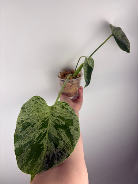 Monstera vietciosa (Thailand) B2