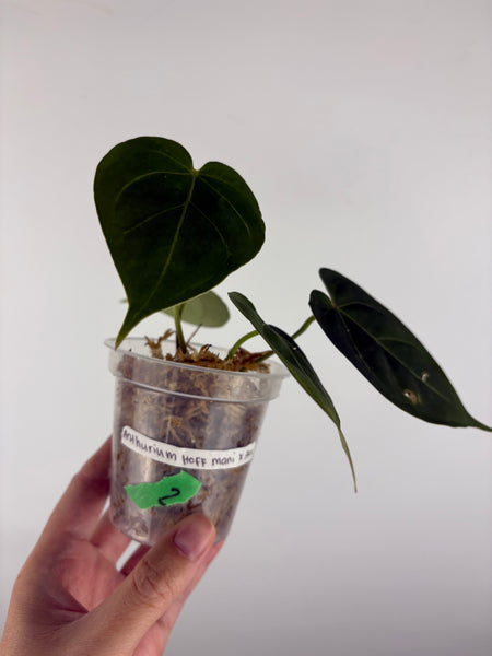 Anthurium hoffmanii x AOS 2