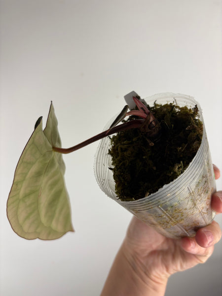 Anthurium
Carlablackiae x
Carlablackiae(Thailand) 8