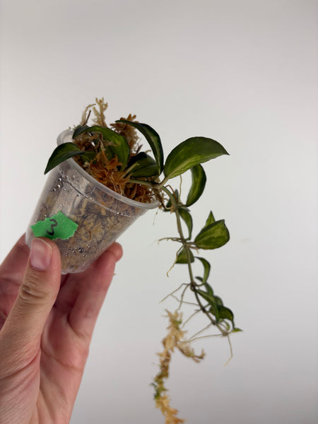 Hoya lacunosa Bruno 3