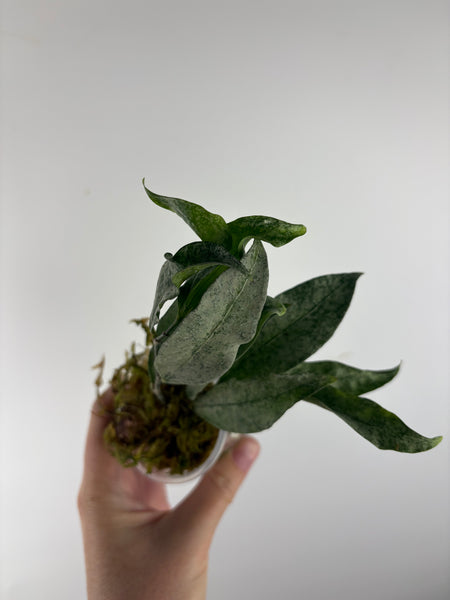 hoya amicabilis silver 2
