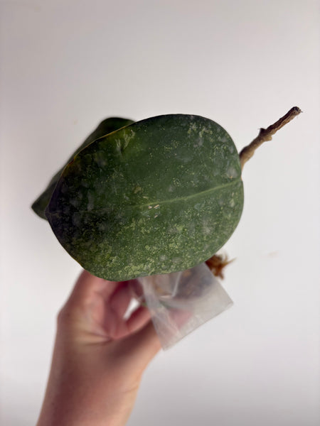 Hoya vertcillica sp tanggamus B